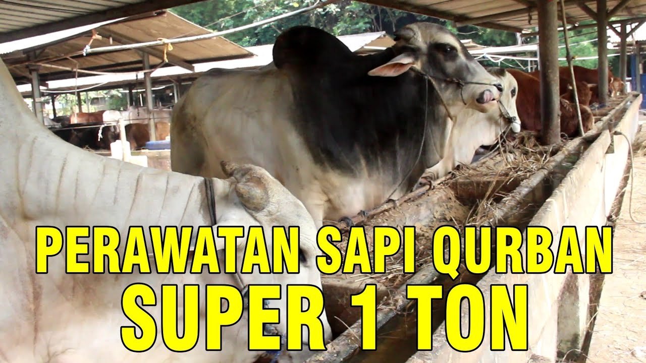 
                                 Perawatan-Sapi-Qurban-Super-1-Ton-Up